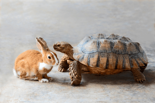 3pet month