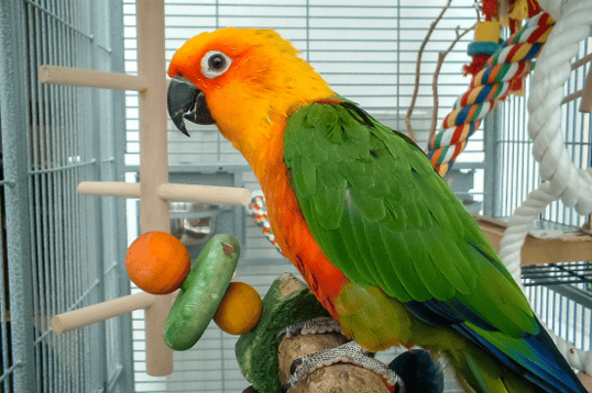 4pet month