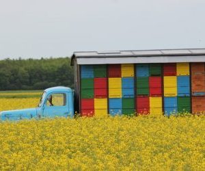 Brightly painted traditional AZ Hives