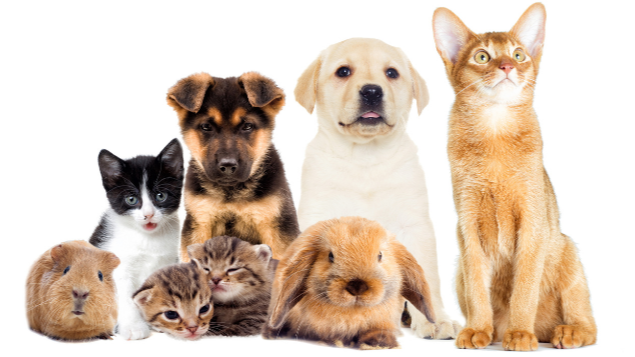 pet scriptsave-2